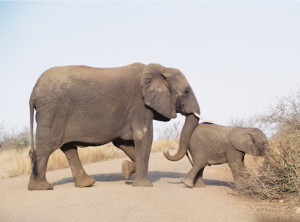 pushing_elephants