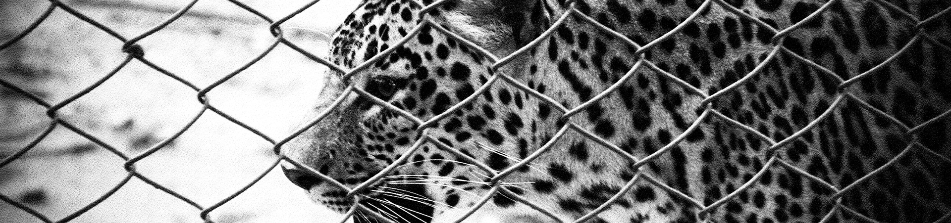 caged leopard